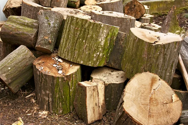 Haufen von großen Hainbuchenstämmen — Stockfoto