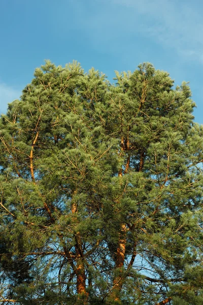 Spreading crown of old pine tree — Stock Photo, Image