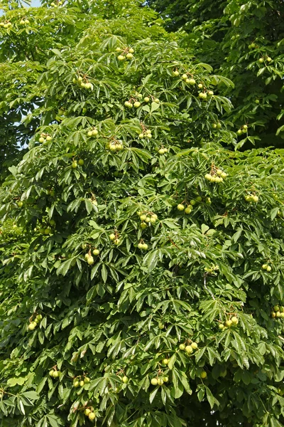 Каштанове дерево в літній час — стокове фото