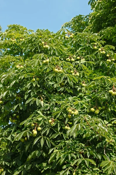 Crown top of Chestnut tree — Stock Photo, Image