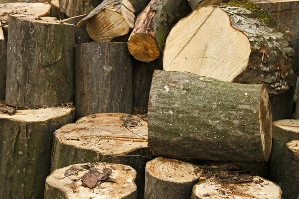 Haufen von großen Hainbuchenstämmen — Stockfoto