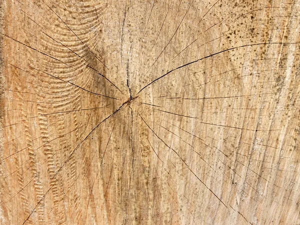 Struktur av trä kapning log — Stockfoto