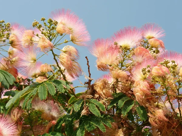 Árvore de seda florescente — Fotografia de Stock
