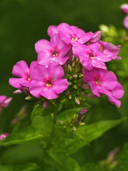 Bloeiende roze phlox — Stockfoto