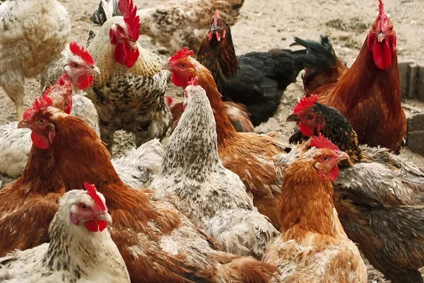 Chickens of different breeds on the poultry yard — Stock Photo, Image