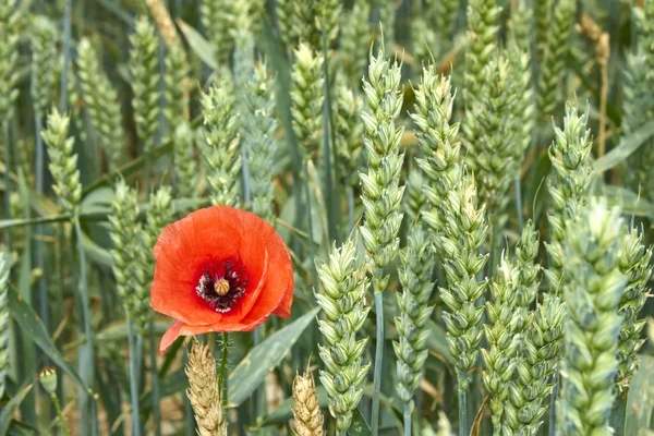 Kırmızı buğday olgunlaşması arasında Poppy — Stok fotoğraf