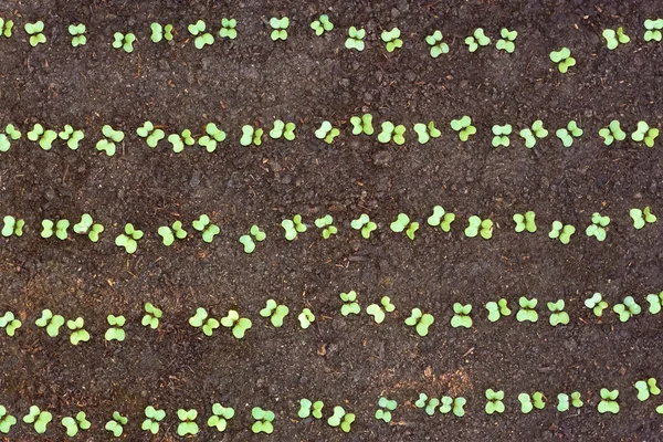 New seedlings of cabbage in soil — Stock Photo, Image