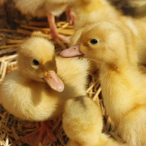 Small ducklings on the straw — Stock Photo, Image