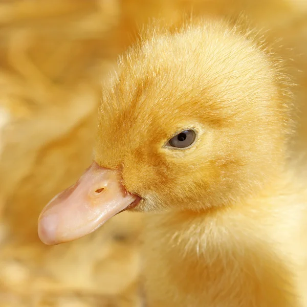 Funny small yellow duckling — Stock Photo, Image
