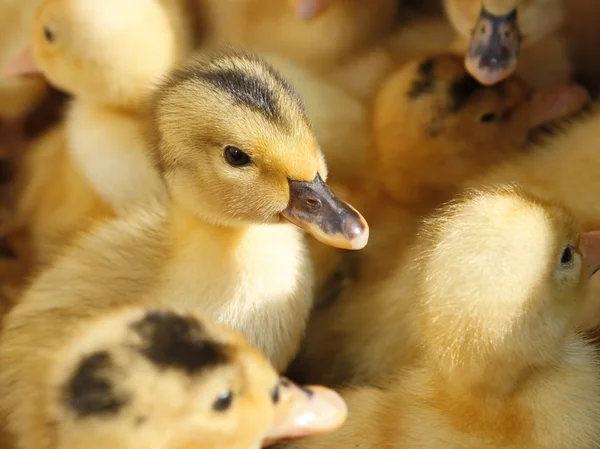 Small ducklings in herds — Stock Photo, Image