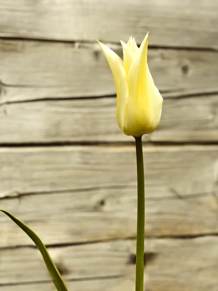 Tulipán floreciente contra troncos de madera —  Fotos de Stock