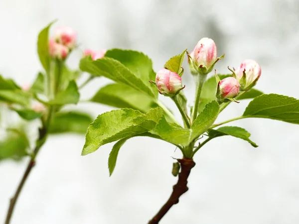 Rosa und weiße Apfelbaumknospen — Stockfoto