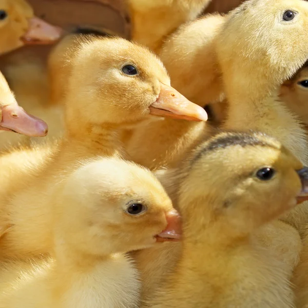 Many small ducklings — Stock Photo, Image