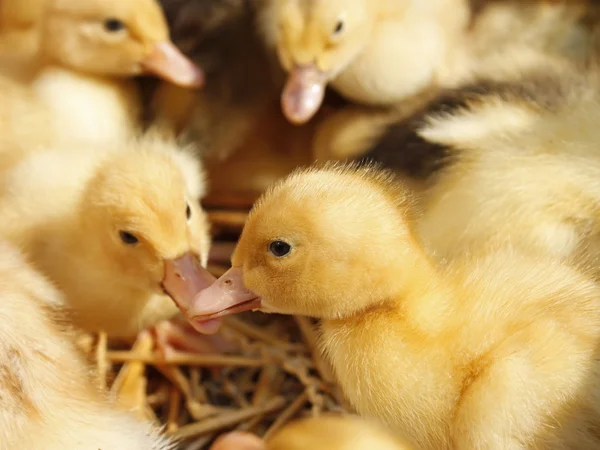 Ducklings group on the straw — Stock Photo, Image