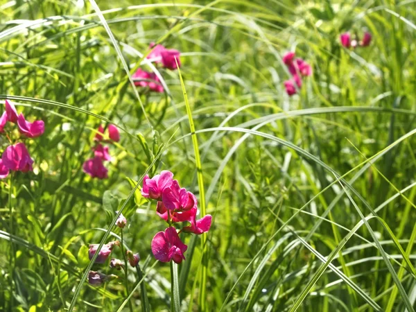 Blommande rotknölar ärter bland äng gräs — Stockfoto