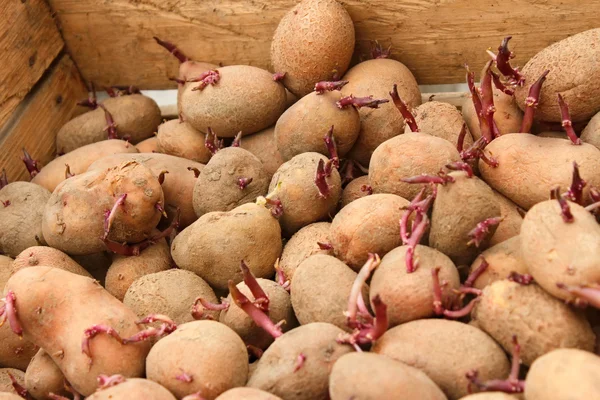 Tubos de batata brotantes em caixa de madeira — Fotografia de Stock