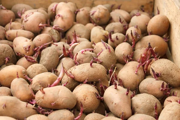 Aardappelknollen kiemen voor het planten — Stockfoto