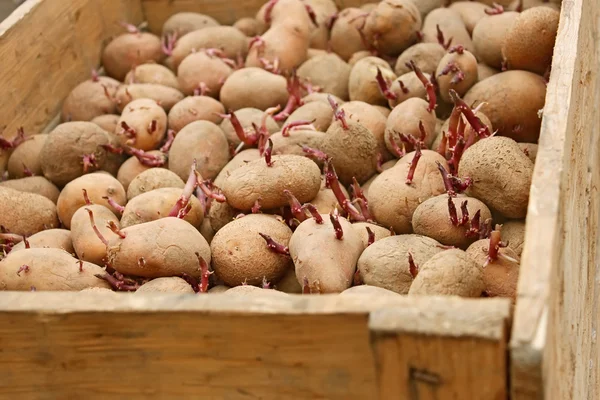 Batata em caixa de madeira antes de plantar — Fotografia de Stock