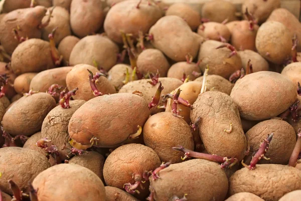 Högen av groning potatisknölar — Stockfoto