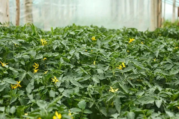 Mudas de tomate floridas antes do plantio — Fotografia de Stock