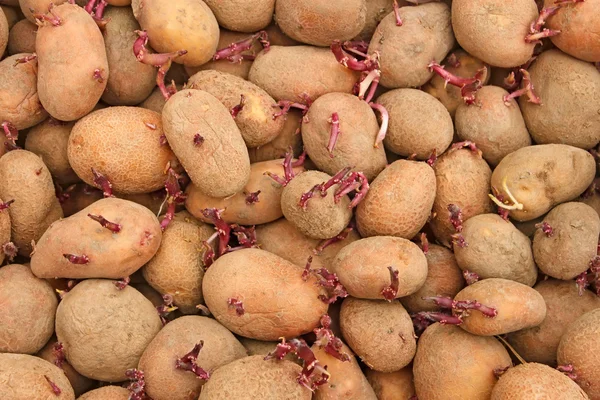 Pilha de tubérculos de batata germinados brotos — Fotografia de Stock