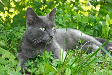 Gri kedi çim üzerinde yalan