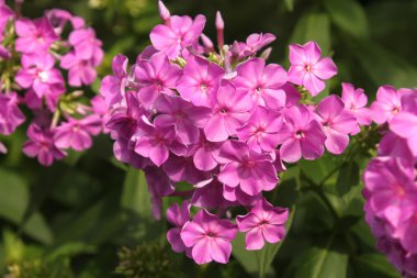 Mor phlox flowerbed içinde çiçek açan