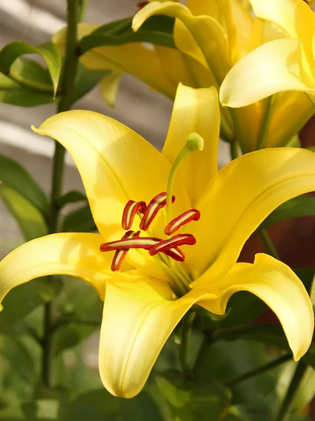 Żółte Lilie w zbliżeniu kwietnik — Zdjęcie stockowe