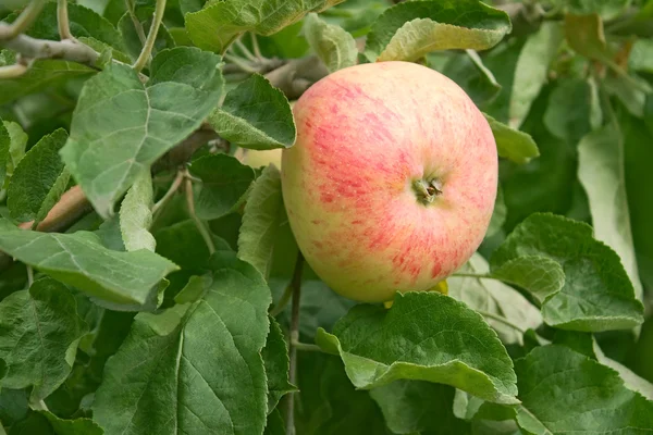 Ripening big red apple — Stock Photo, Image