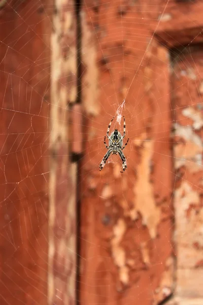 Grande araignée sur une toile — Photo