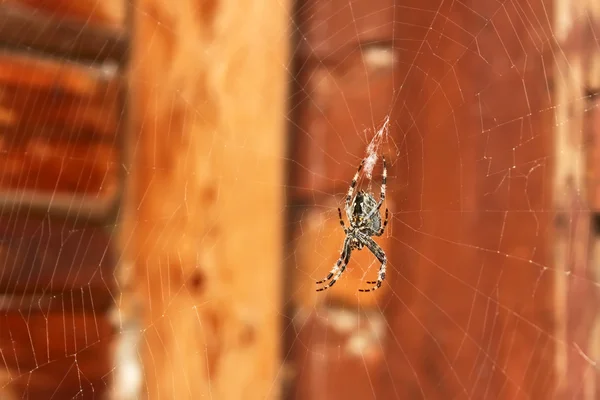 Αράχνη που κρέμεται από ένα web — Φωτογραφία Αρχείου