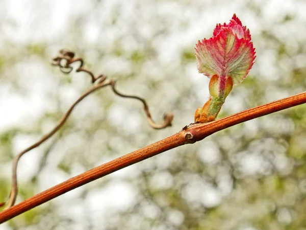 Foglia d'uva sulla vite in primavera — Foto Stock