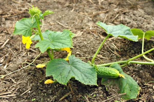 Cucumber plants grows in the soil — Stock Photo, Image