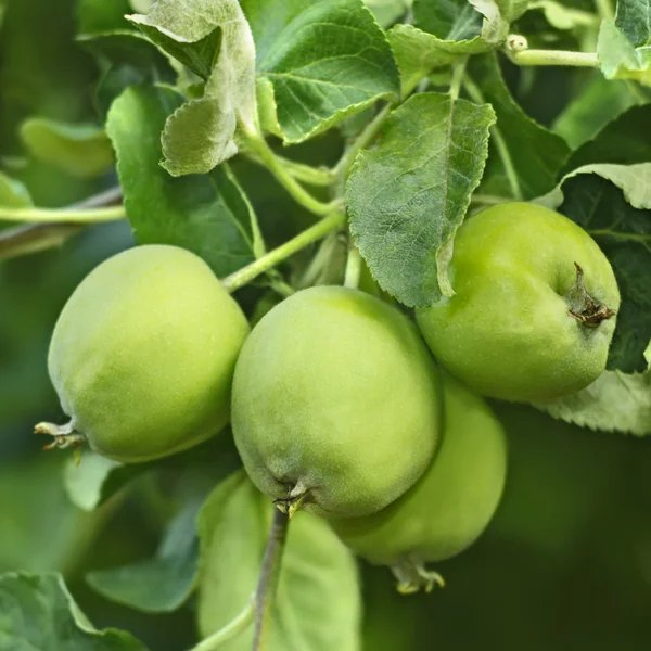 Grüne Äpfel Obst auf einem Zweig — Stockfoto