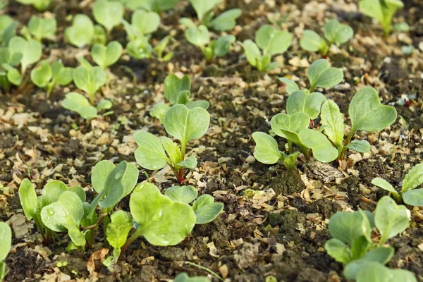 Plantas de rabanete jovens semeadas no solo — Fotografia de Stock