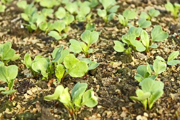 Buja fiatal növények retek a talajban — Stock Fotó