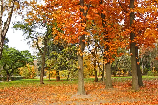 Bellissimi alberi del parco in tempo calmo autunno — Foto Stock