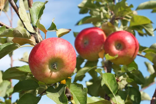 Czerwone jabłka wiszące na oddział — Zdjęcie stockowe