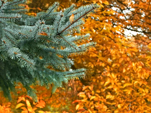 Ramo di abete rosso blu in autunno — Foto Stock