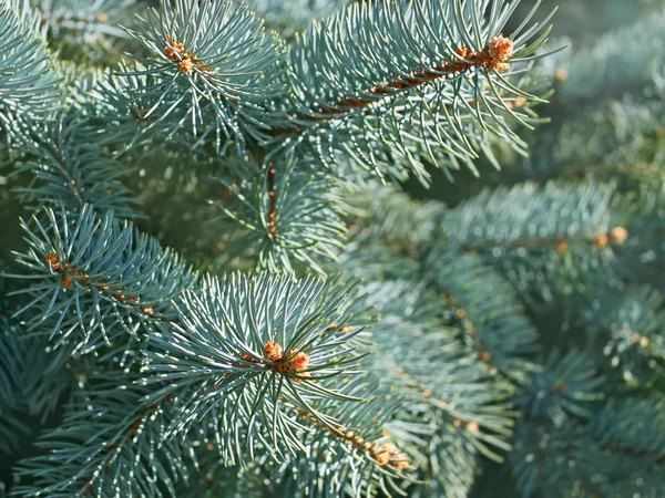 Modré smrkové větve close-up — Stock fotografie