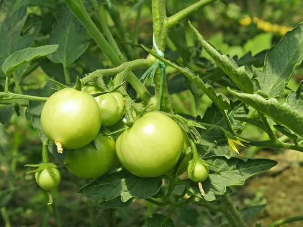 Πράσινες ντομάτες σε θερμοκήπιο — Φωτογραφία Αρχείου