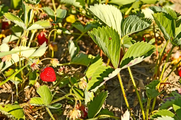 Röd mogen jordgubbe på trädgården — Stockfoto