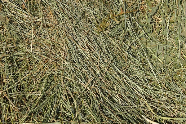 Hay met granen andere wilde weide grassen — Stockfoto