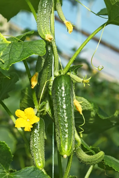 Cucumbers in greenhouse — Stock Photo, Image