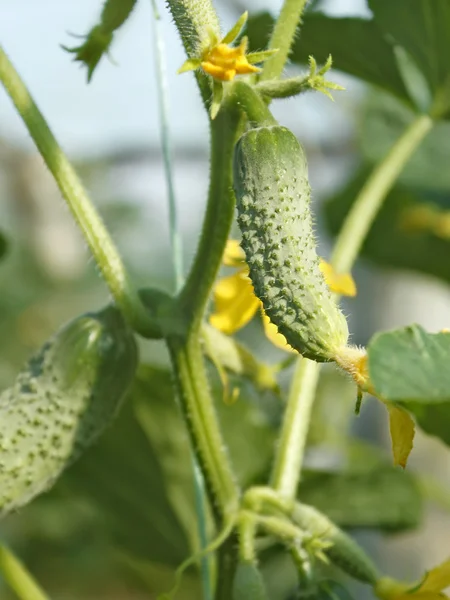 Komkommers groeien op een stengel in kas — Stockfoto