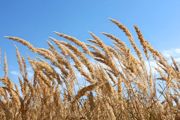 Plantas secas de ervas daninhas de cereais — Fotografia de Stock
