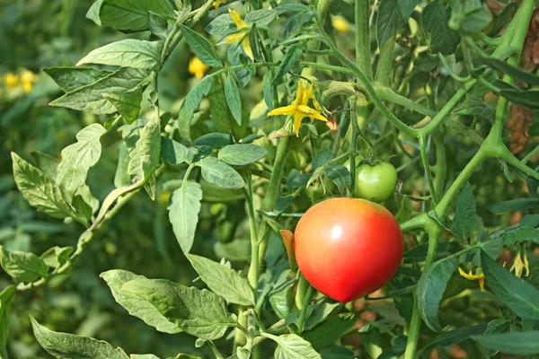 Tomates cultivados en invernadero —  Fotos de Stock