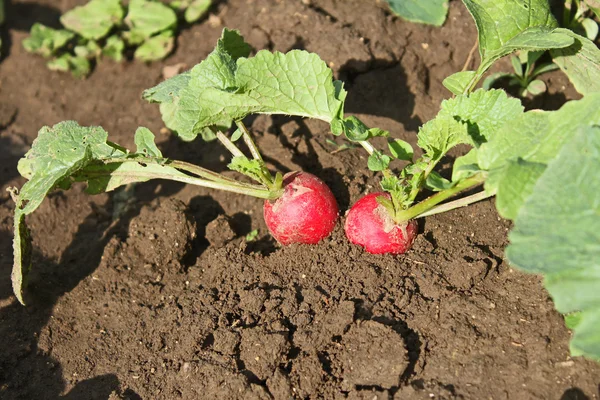 Radishes plants in soil — Stock Photo, Image