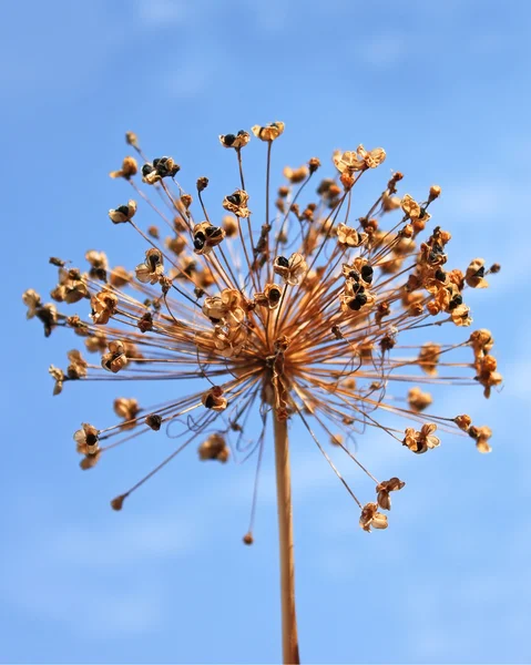 Dried inflorescence of allium — Stock Photo, Image