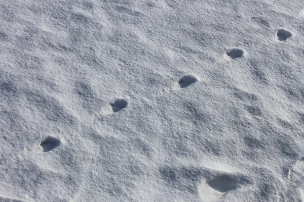 Huella de los perros en la nieve — Foto de Stock